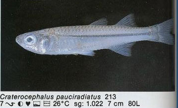 Craterocephalus pauciradiatus
